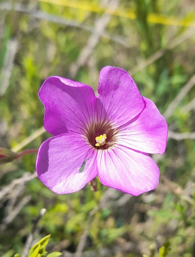 Oxalis trollii — houseplant care guide