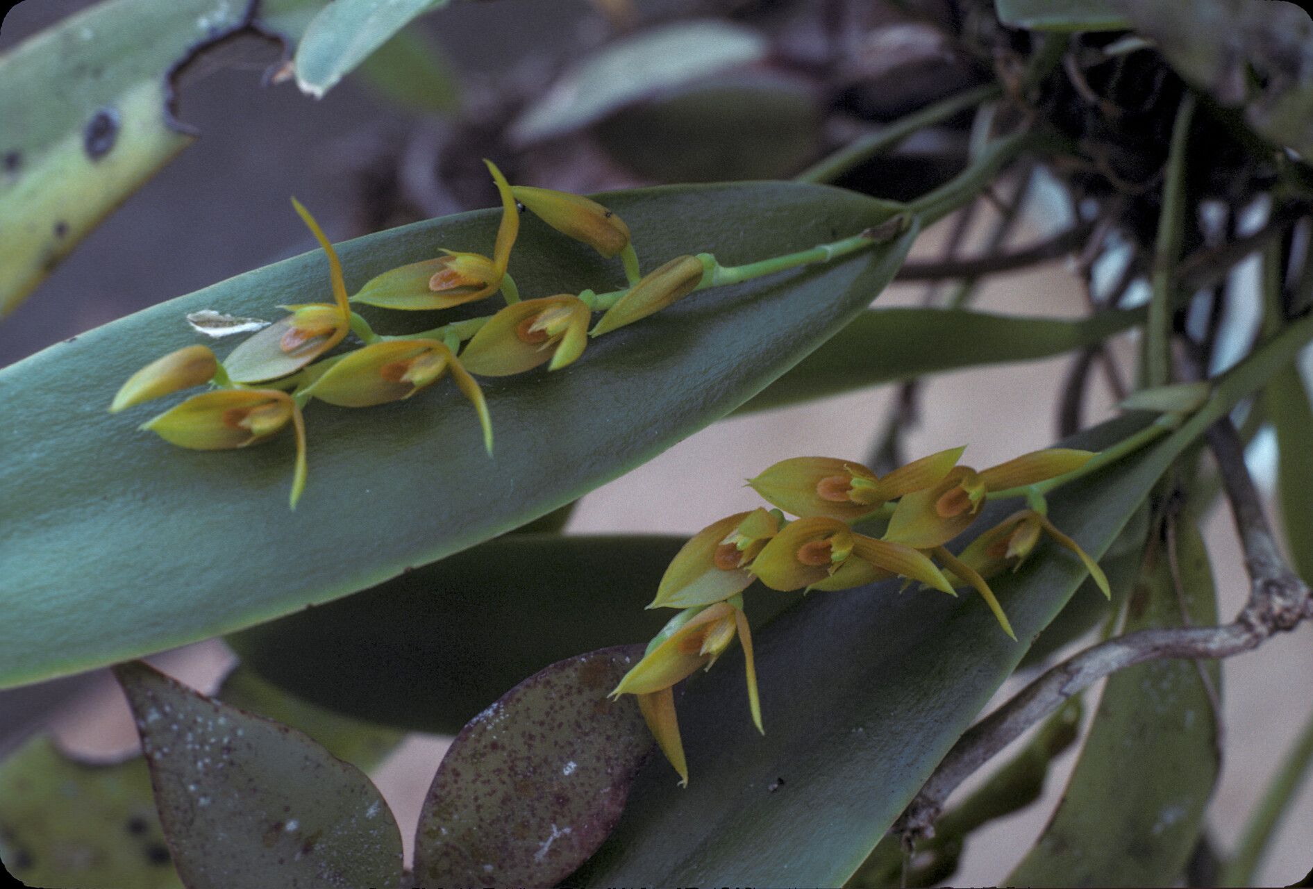 Acianthera ciliata flower