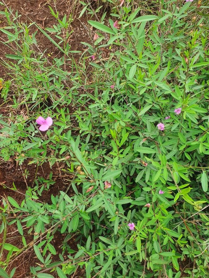 Tephrosia hildebrandtii habit