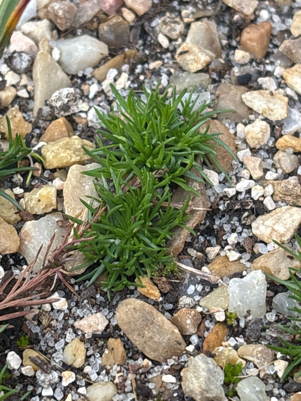 Barnardia numidica — related species from the same genus