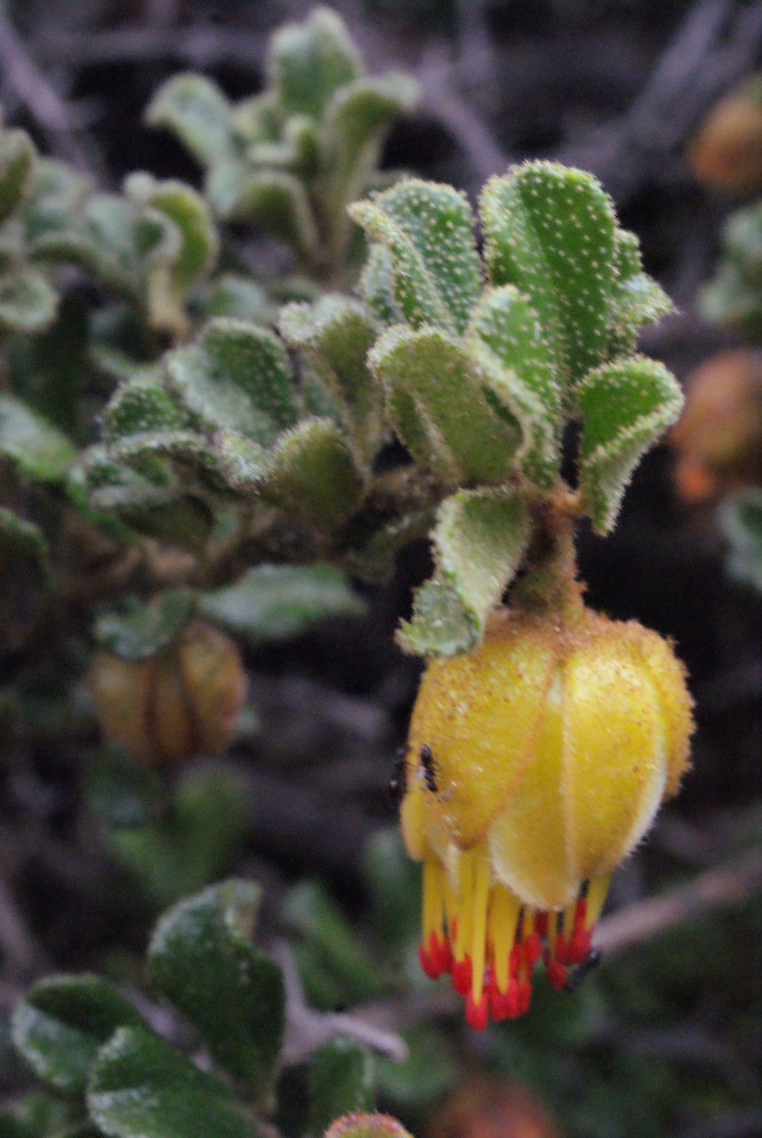 Darwinia virescens leaf