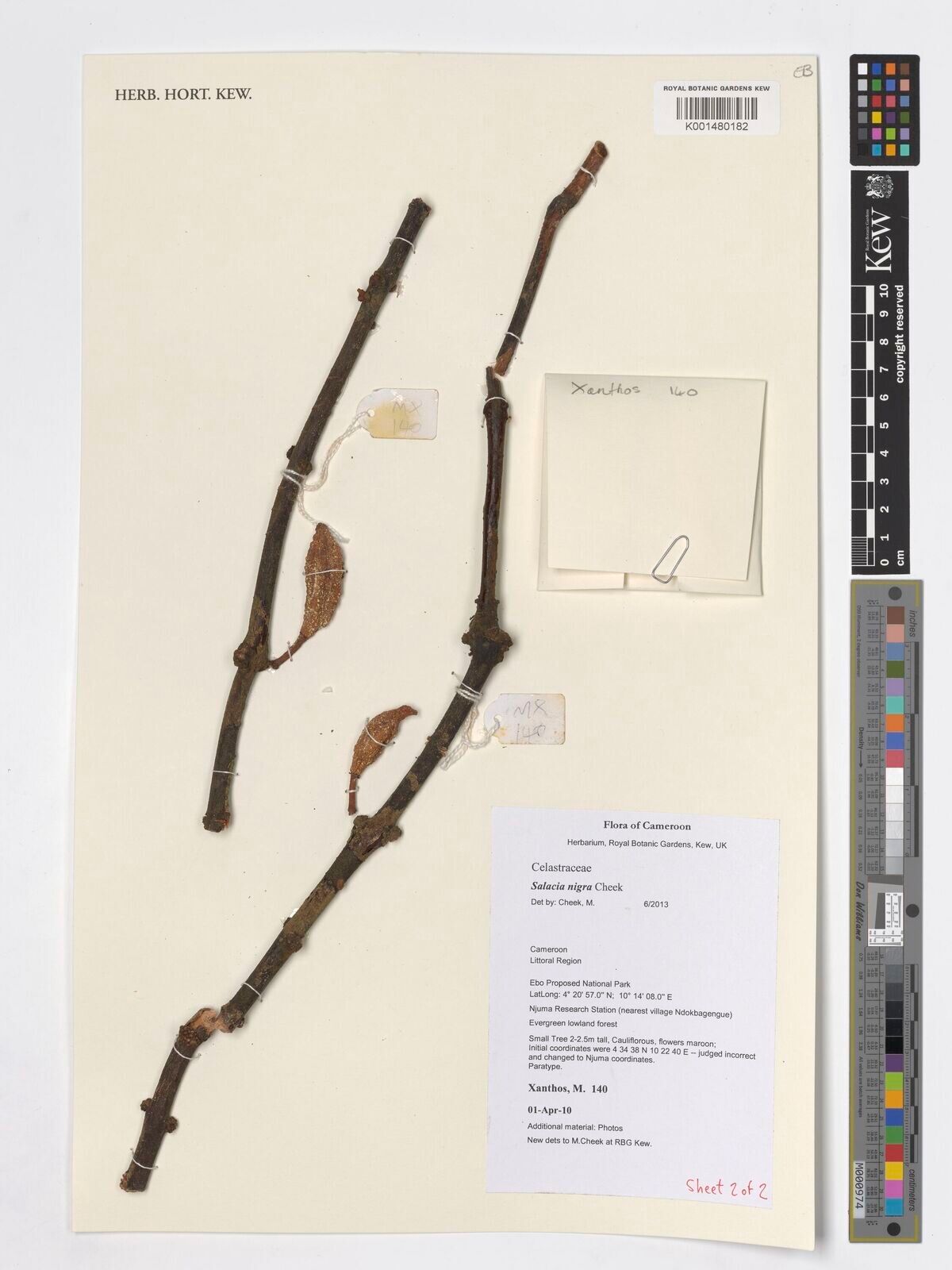 Salacia nigra — houseplant care guide