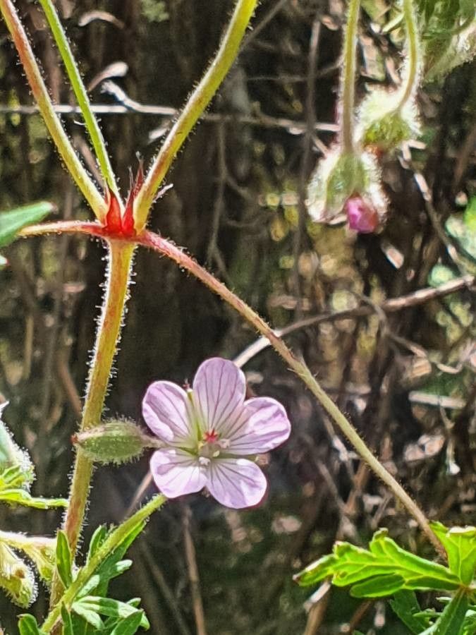 Geranium elamellatum habit