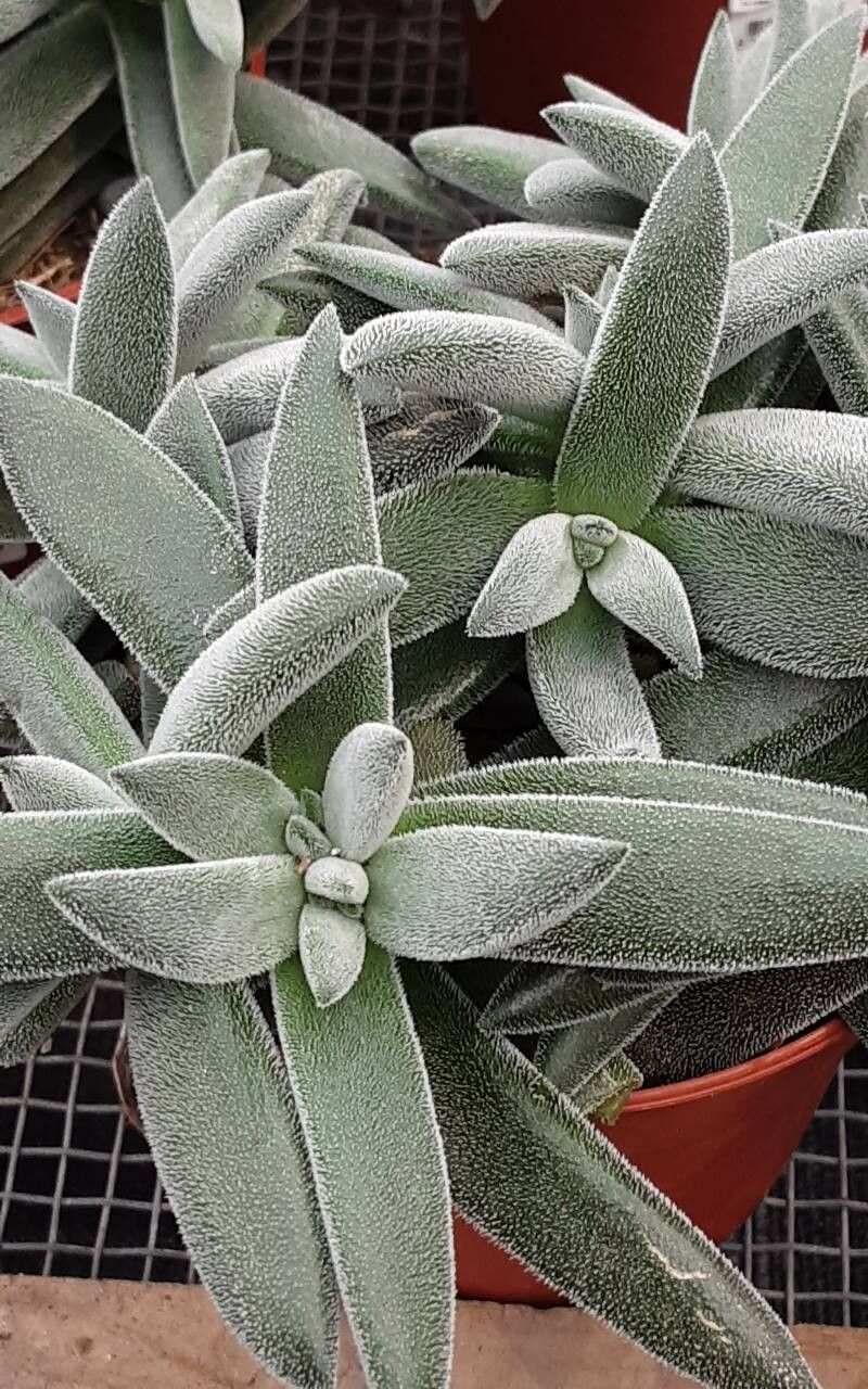 Crassula mesembryanthoides — search result for 'Crassula'