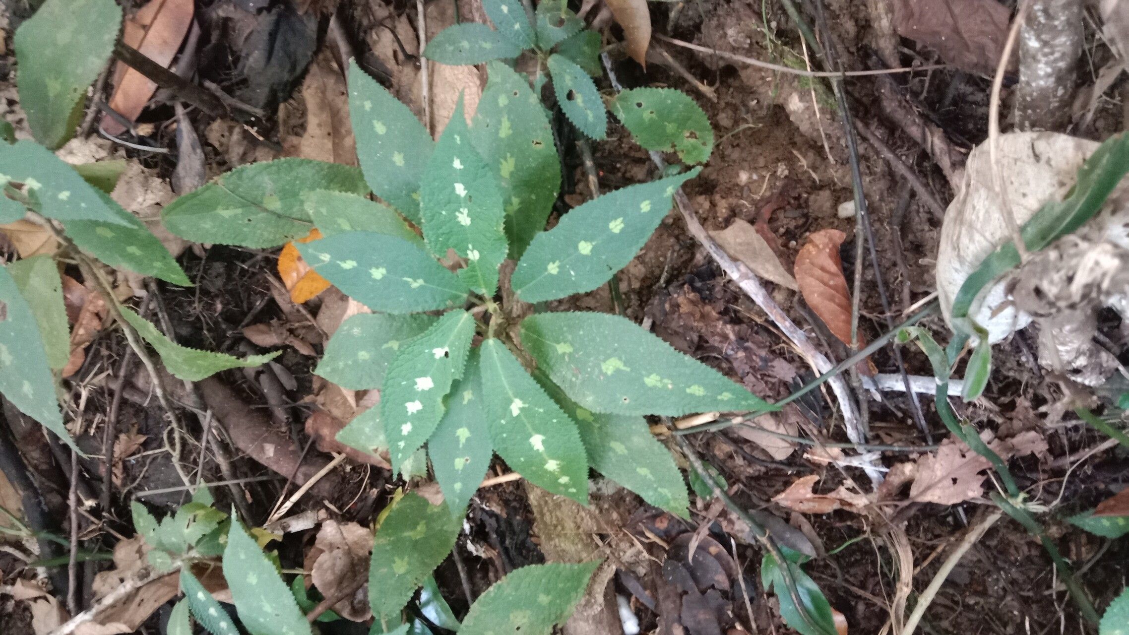 Laportea decumana — related species from the same genus