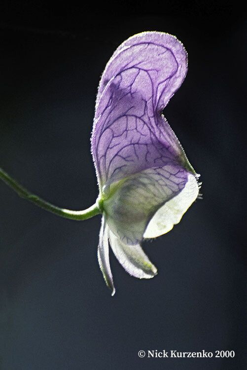 Aconitum stoloniferum — search result for 'Aconitum'