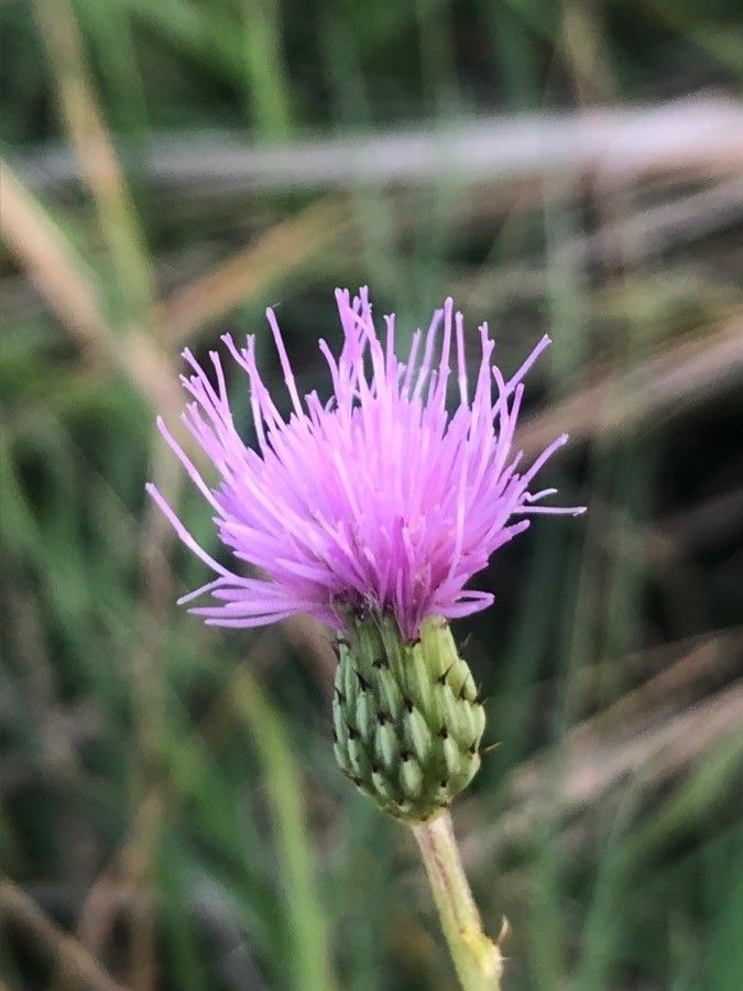 Cirsium pyrenaicum flower