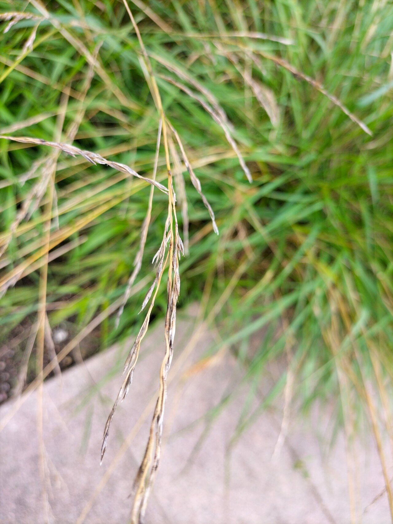 Festuca amethystina flower