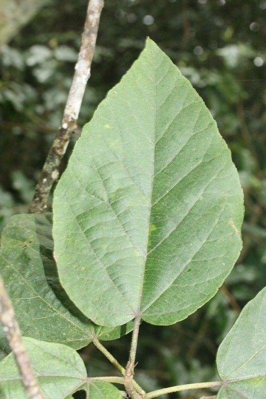 Dombeya punctata leaf