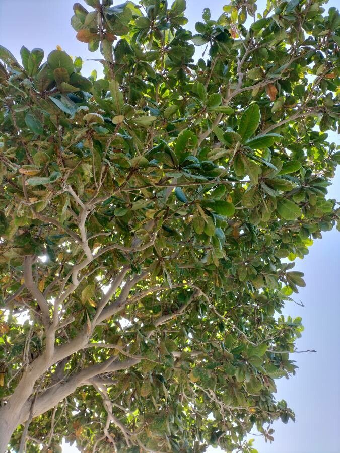 Pittosporum tanianum — search result for 'Pittosporum'