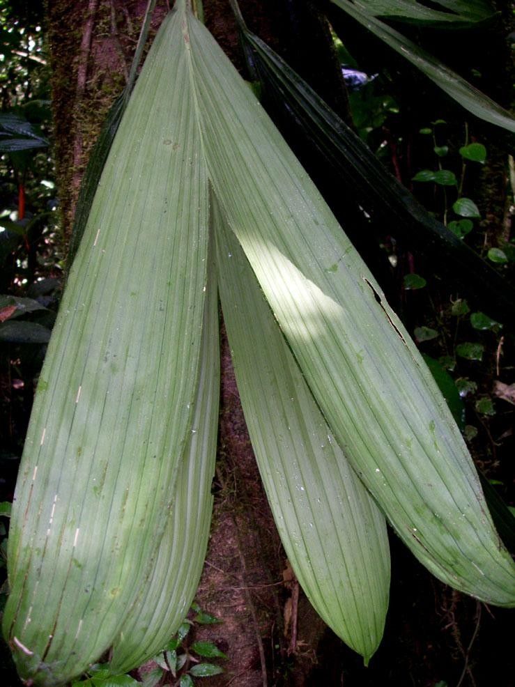 Asplundia multistaminata leaf