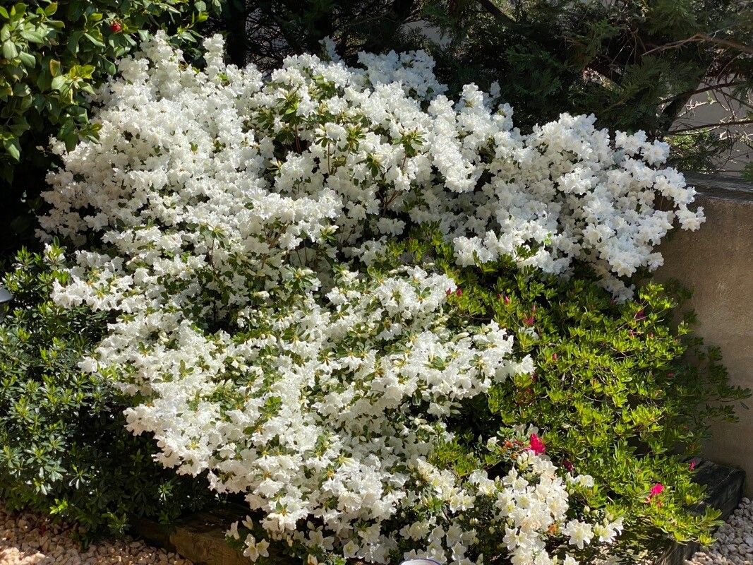 Rhododendron decorum flower