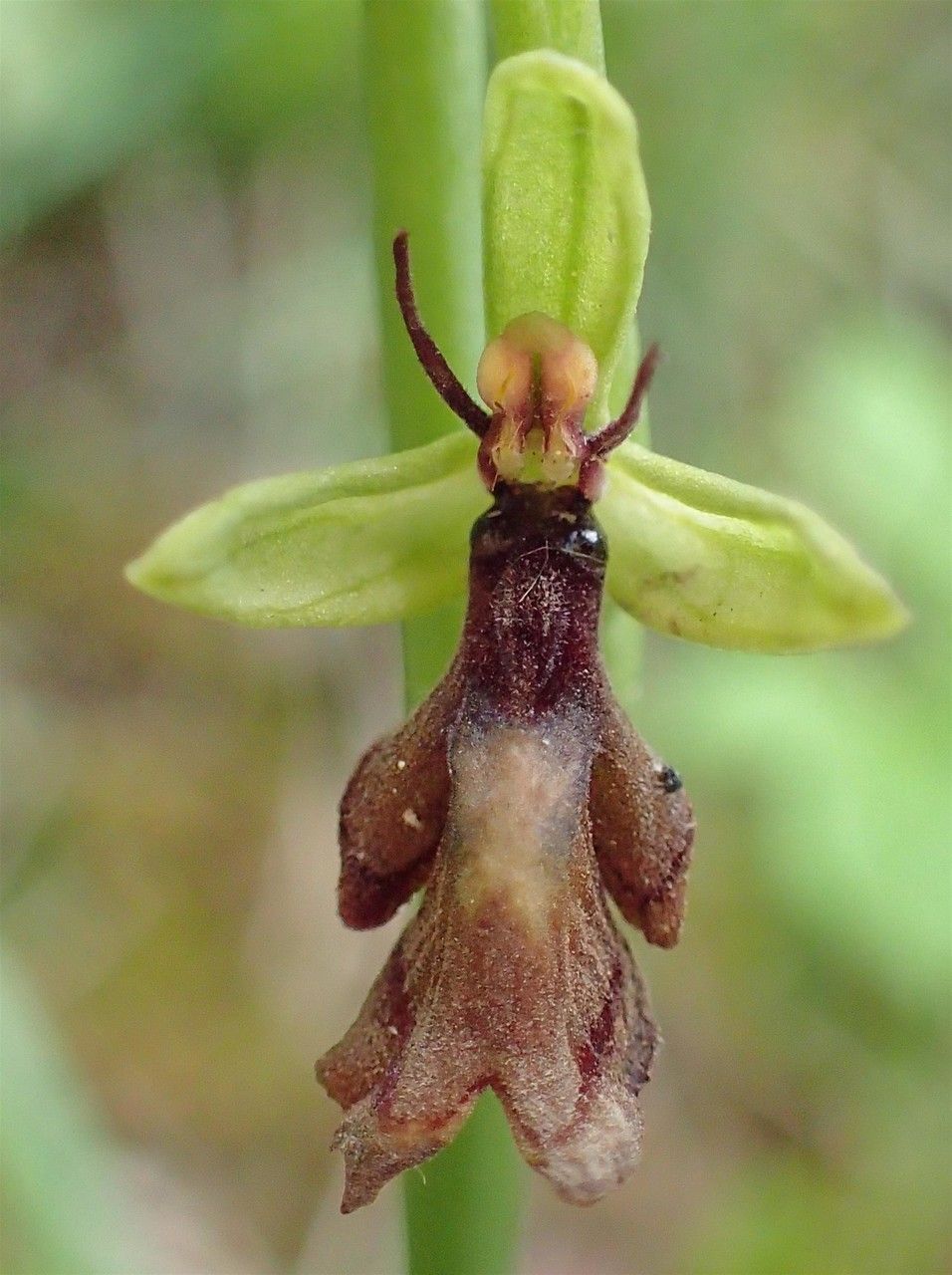 Ophrys insectifera fruit