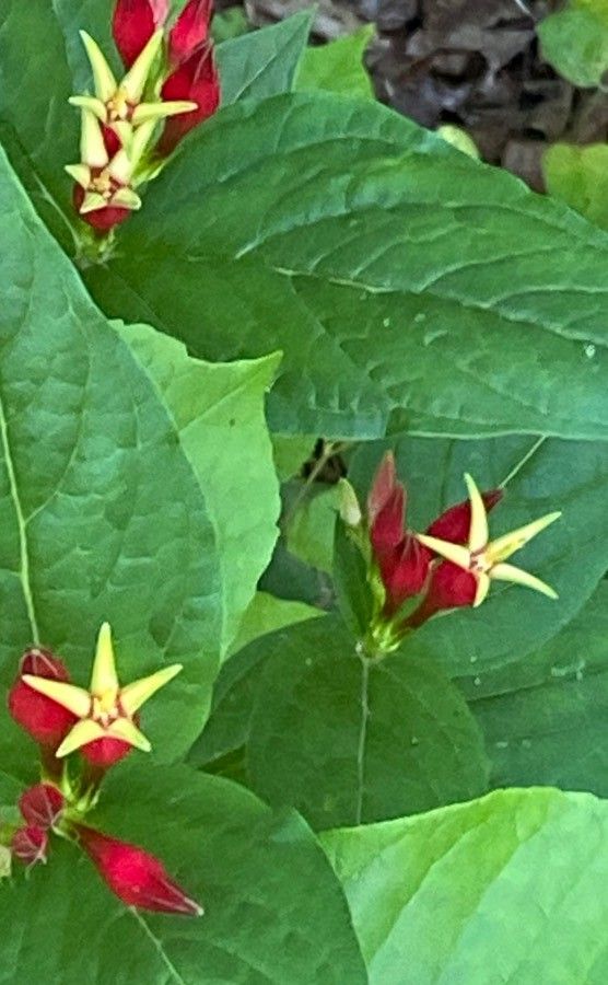 Spigelia marilandica bark