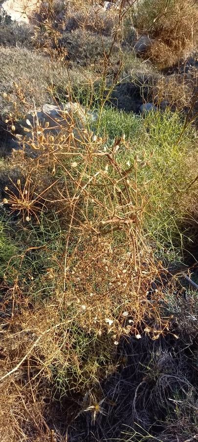 Peucedanum paniculatum fruit