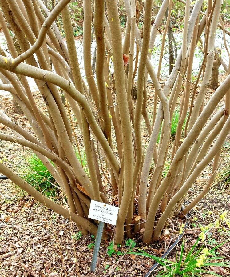 Corylopsis spicata bark