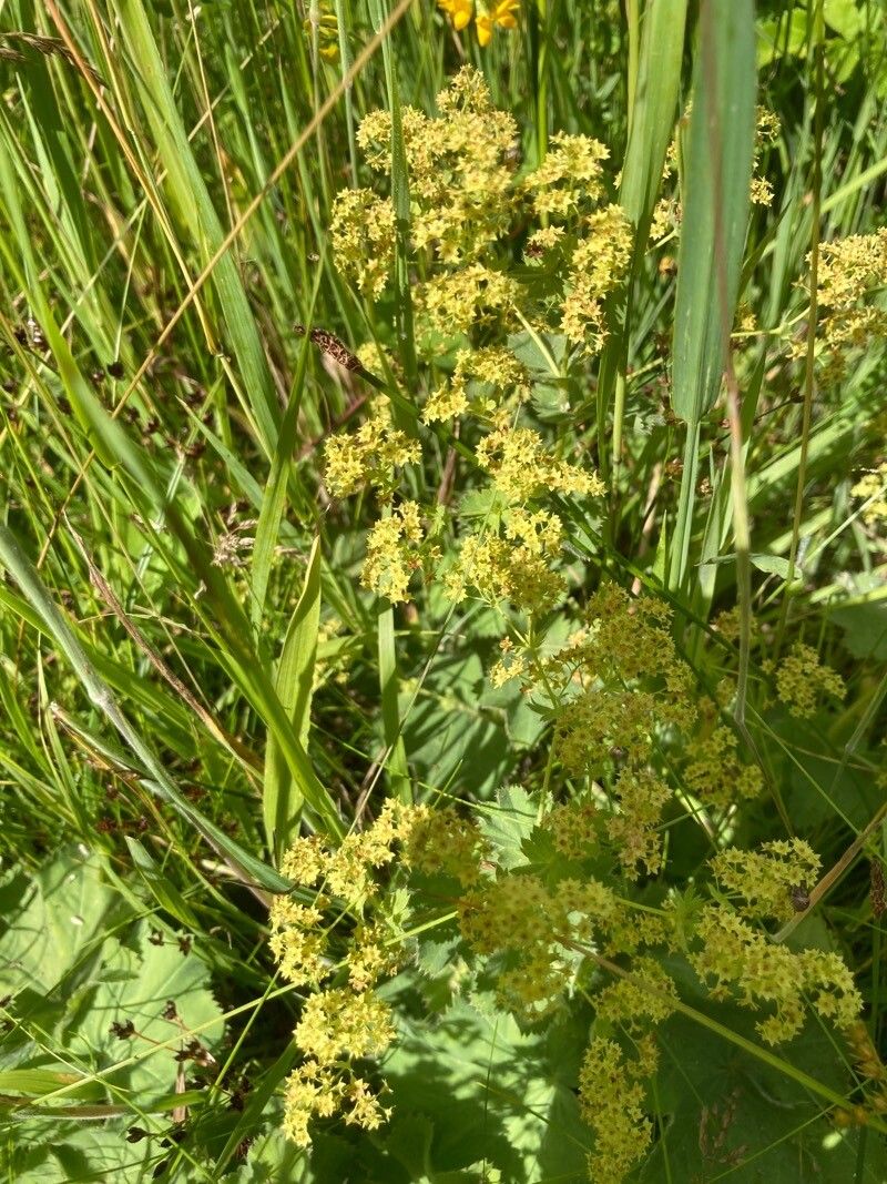 Galium × pomeranicum flower