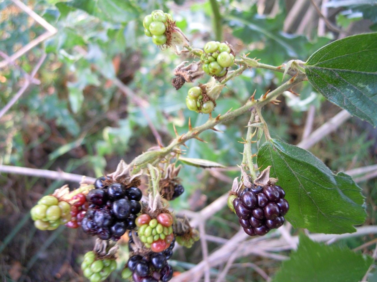 Rubus rhombifolius fruit