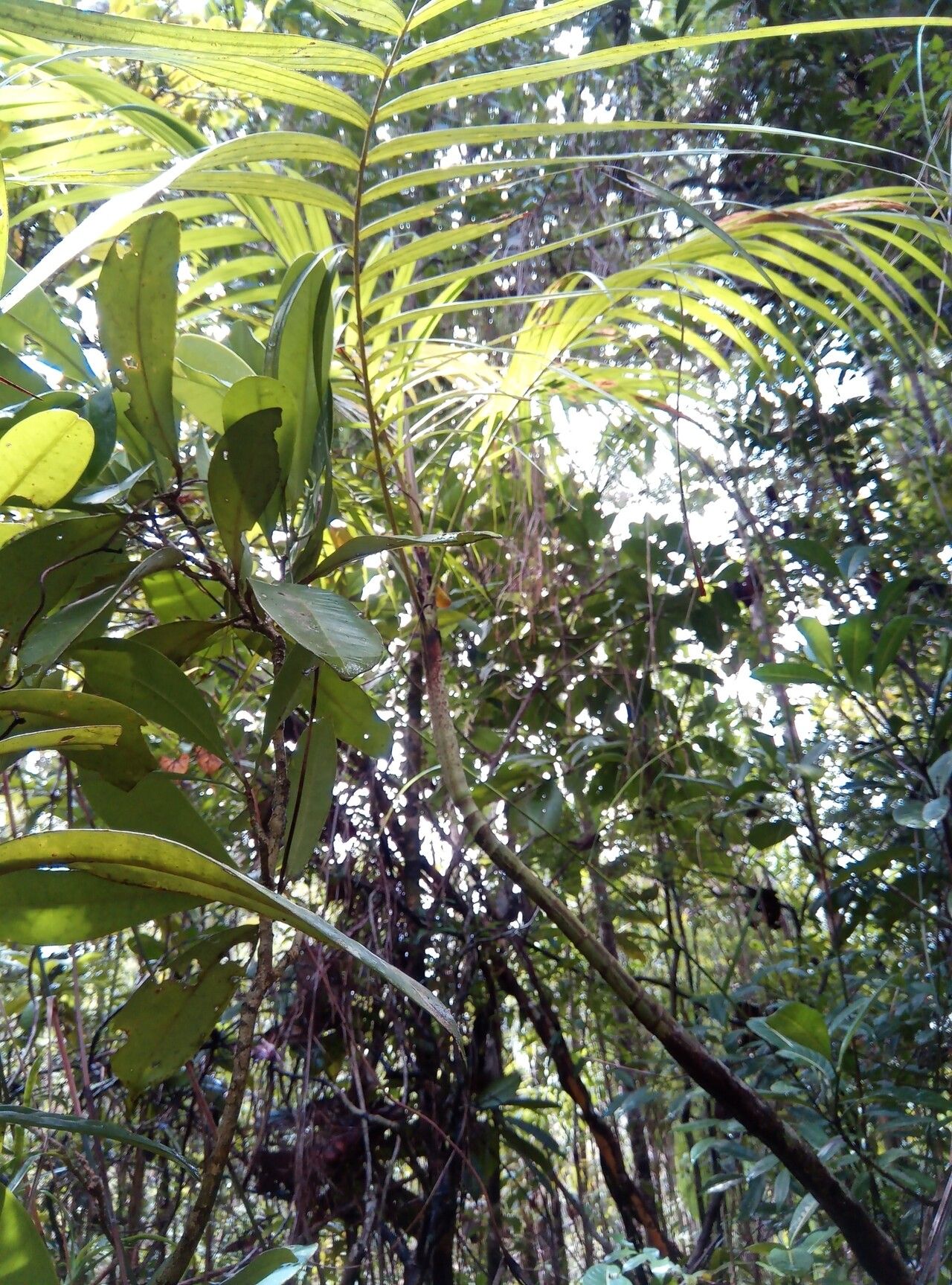 Dypsis boiviniana habit
