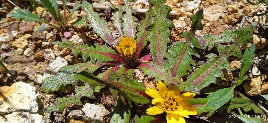 Hypochaeris eremophila habit