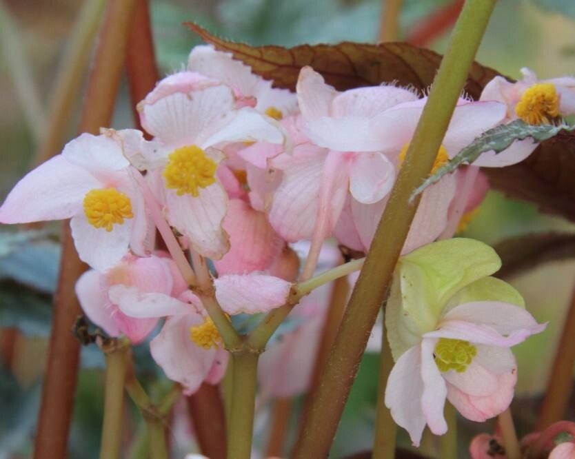 Begonia circumlobata flower