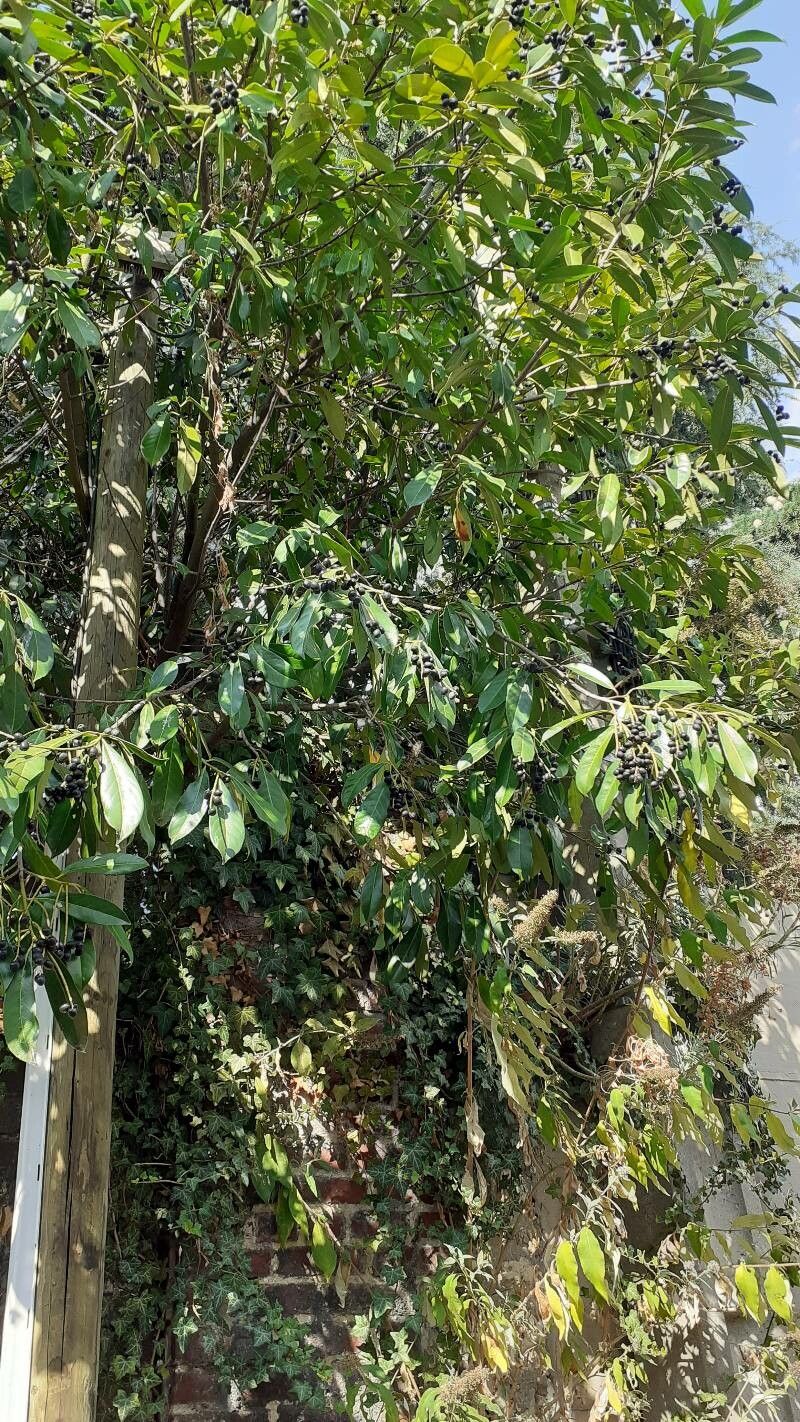 Diospyros fasciculosa fruit