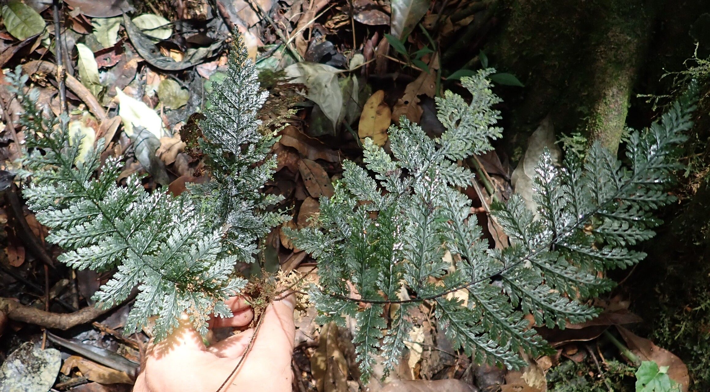 Trichomanes dregei — houseplant care guide