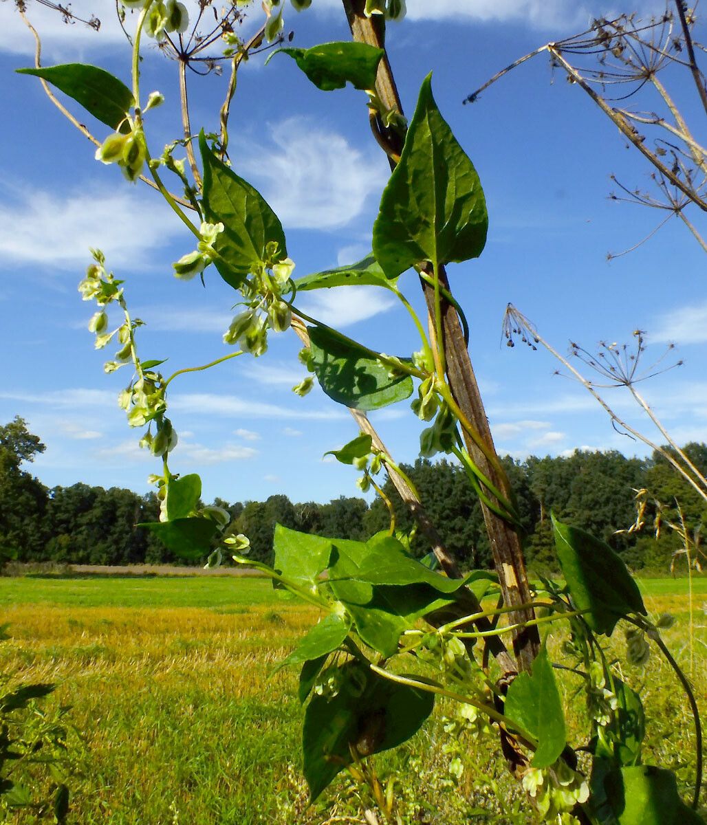 Fallopia dumetorum