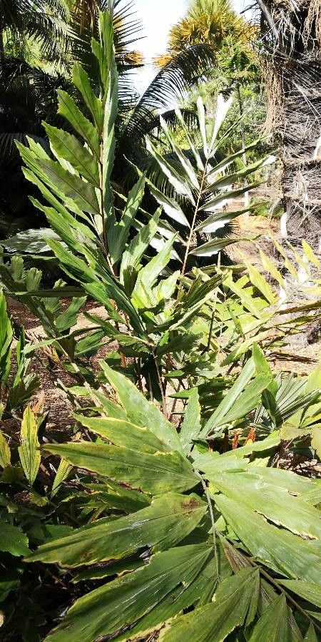 Wallichia oblongifolia habit