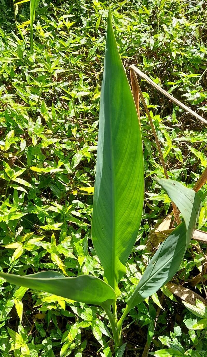 Thalia multiflora habit