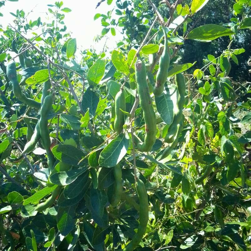 Pithecellobium lanceolatum fruit