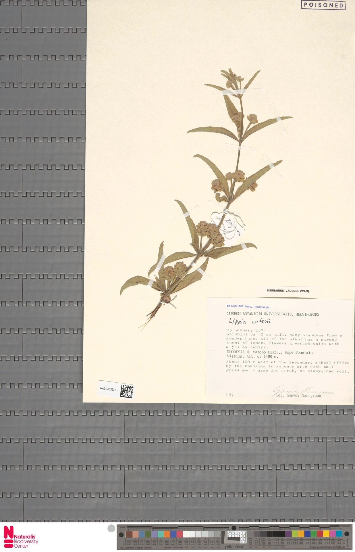 Lippia callensii — search result for 'Lippia'