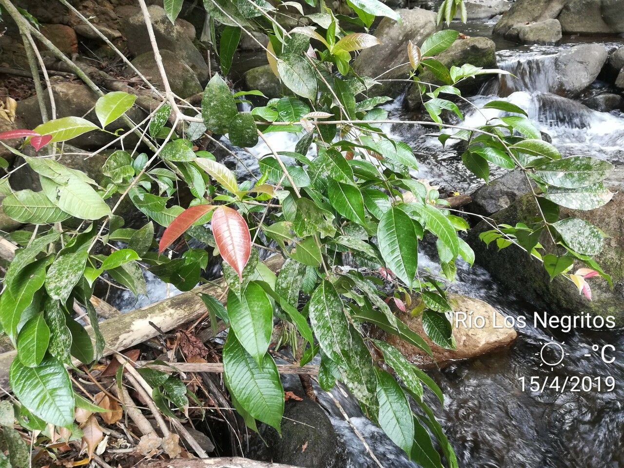 Eugenia lithosperma — houseplant care guide