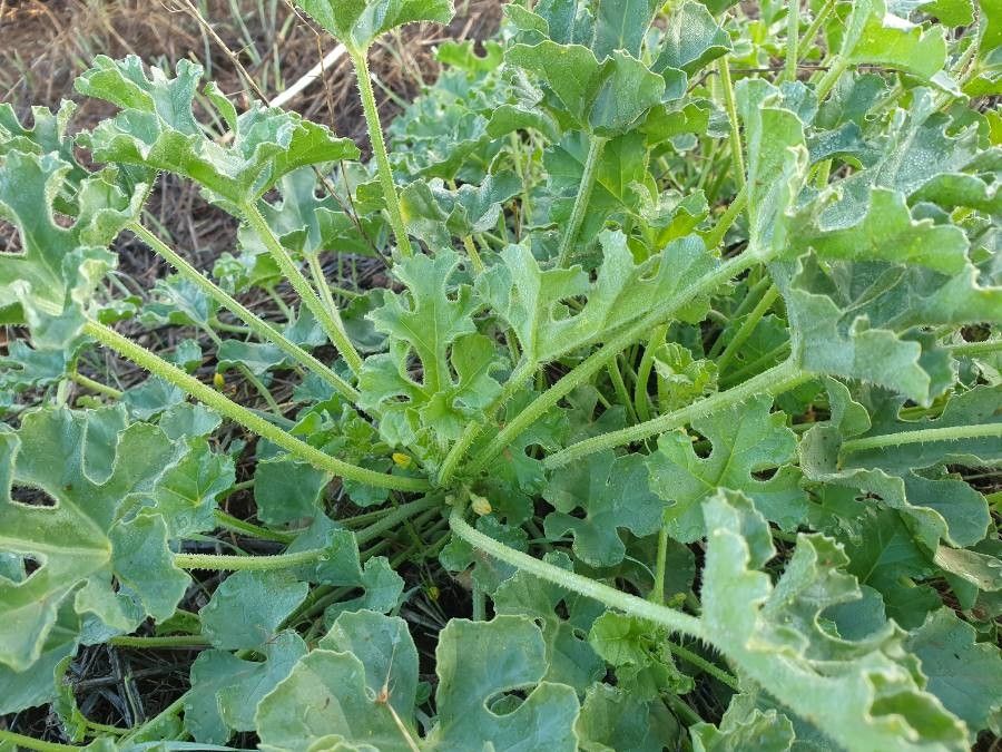Cucumis myriocarpus leaf
