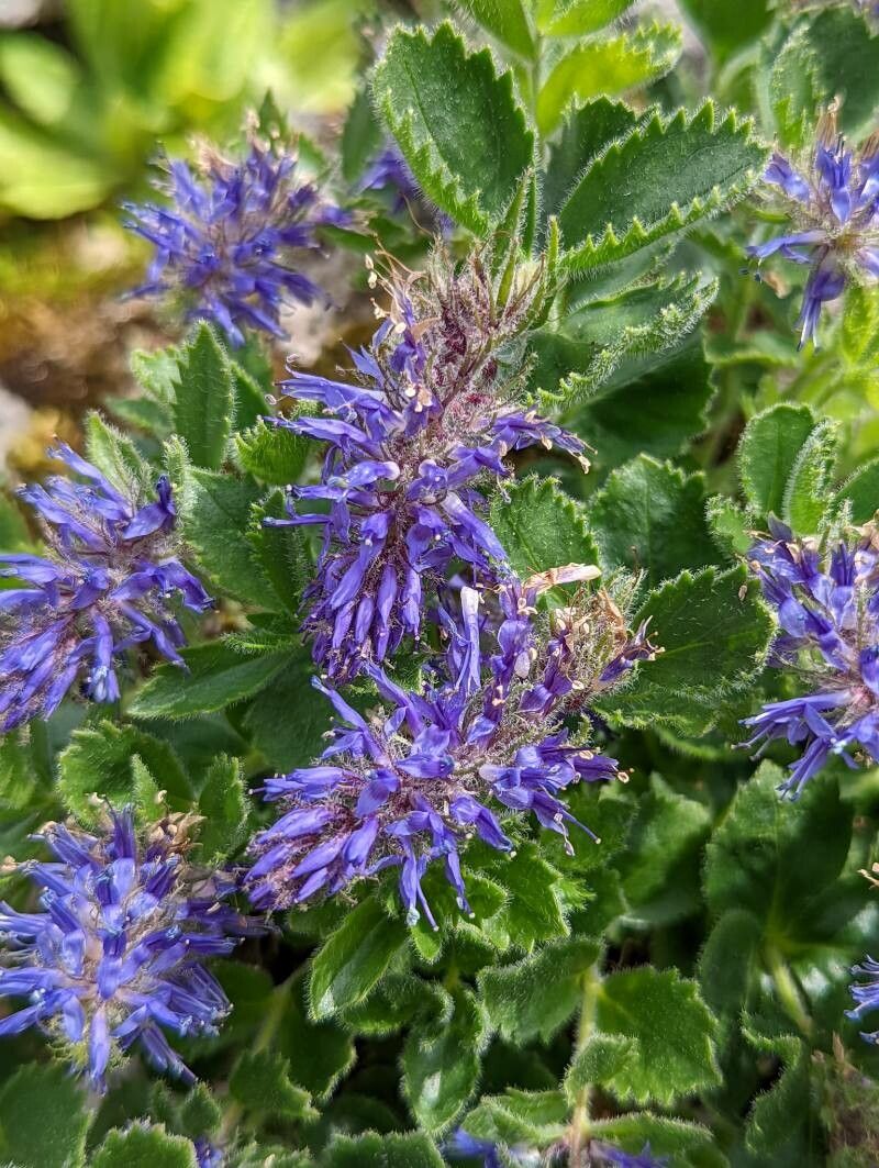 Paederota bonarota flower