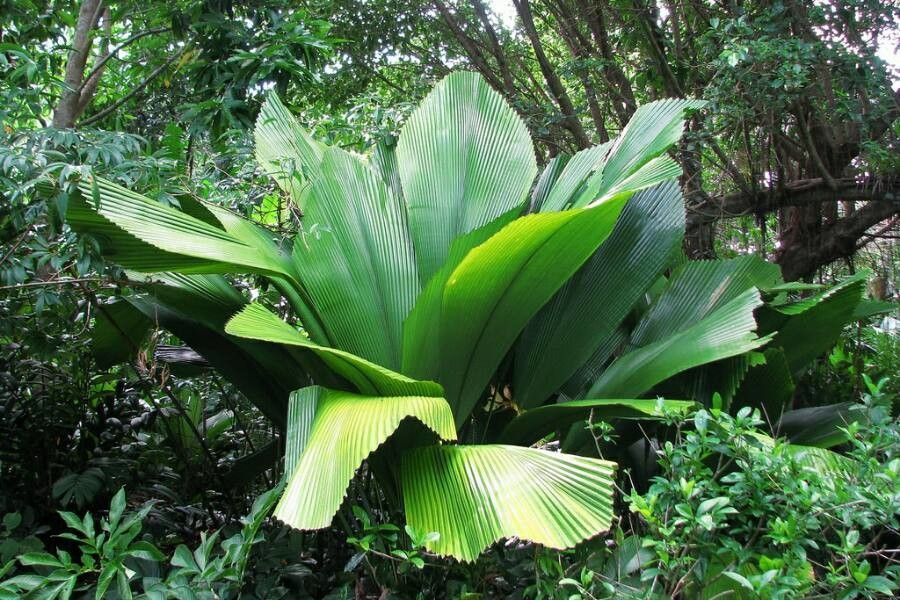 Johannesteijsmannia altifrons — pet friendly houseplant