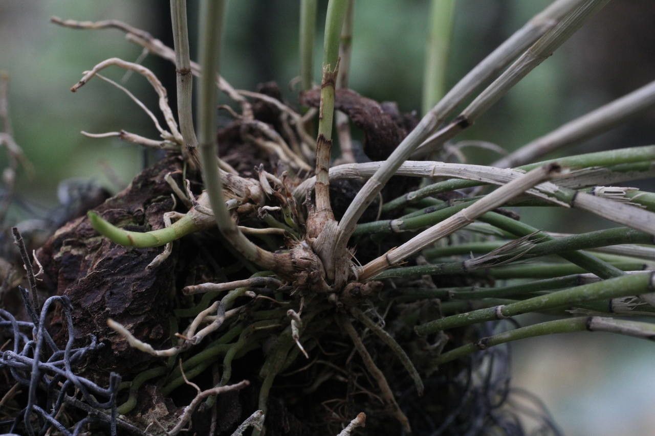 Octomeria grandiflora flower