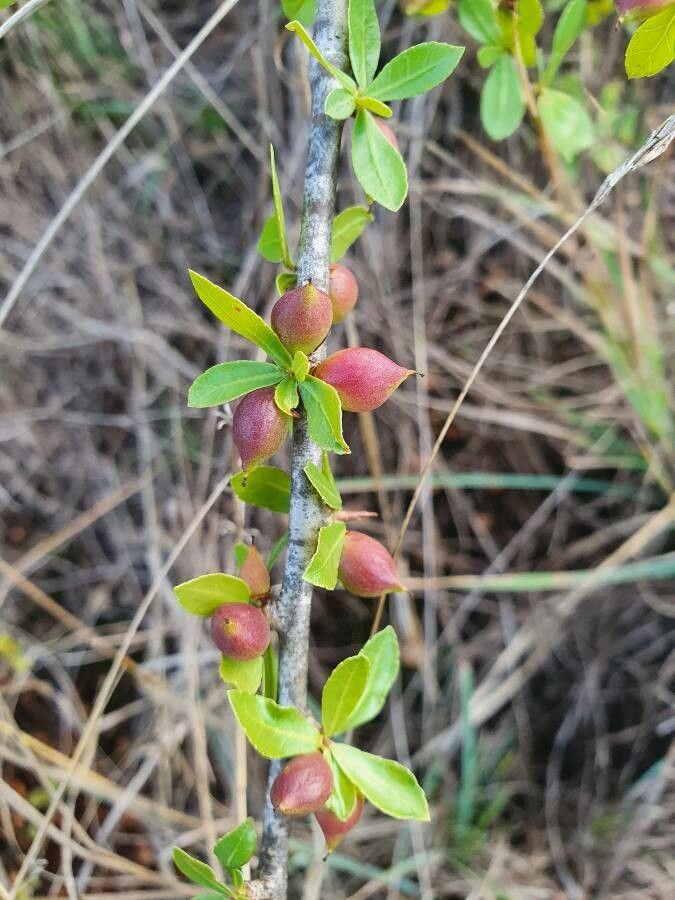 Commiphora madagascariensis fruit