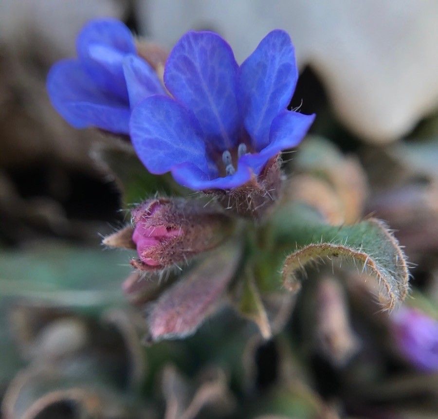 Alkanna matthioli flower