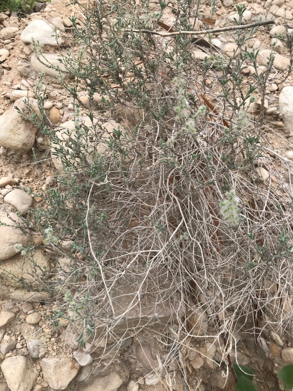 Salvia macilenta bark