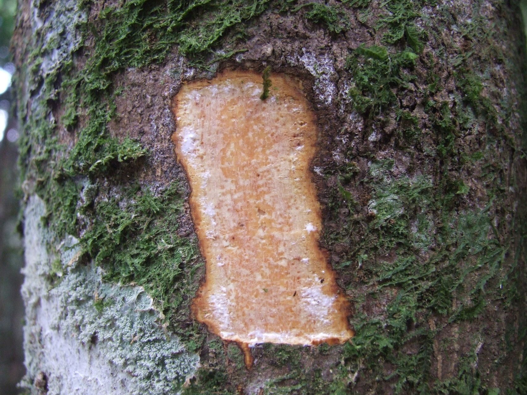 Alstonia costata bark