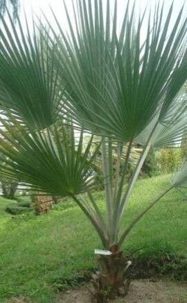 Copernicia ekmanii habit