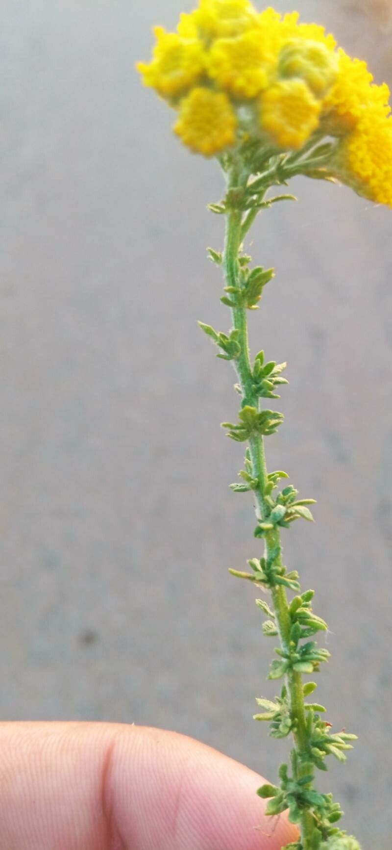 Tanacetum annuum leaf