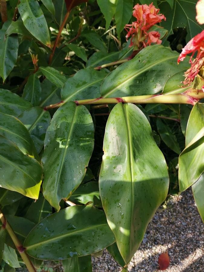 Hedychium greenii leaf