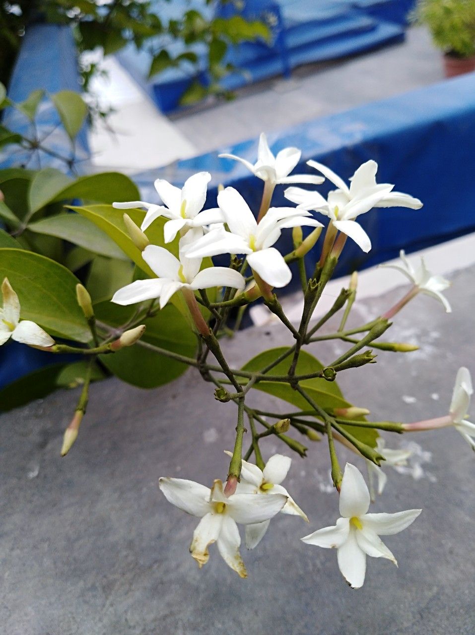 Jasminum neocaledonicum bark