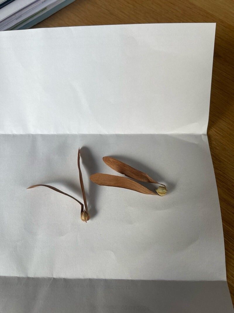 Gyrocarpus jatrophifolius — unique fruits houseplant