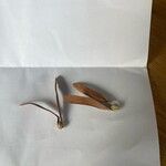 Gyrocarpus jatrophifolius