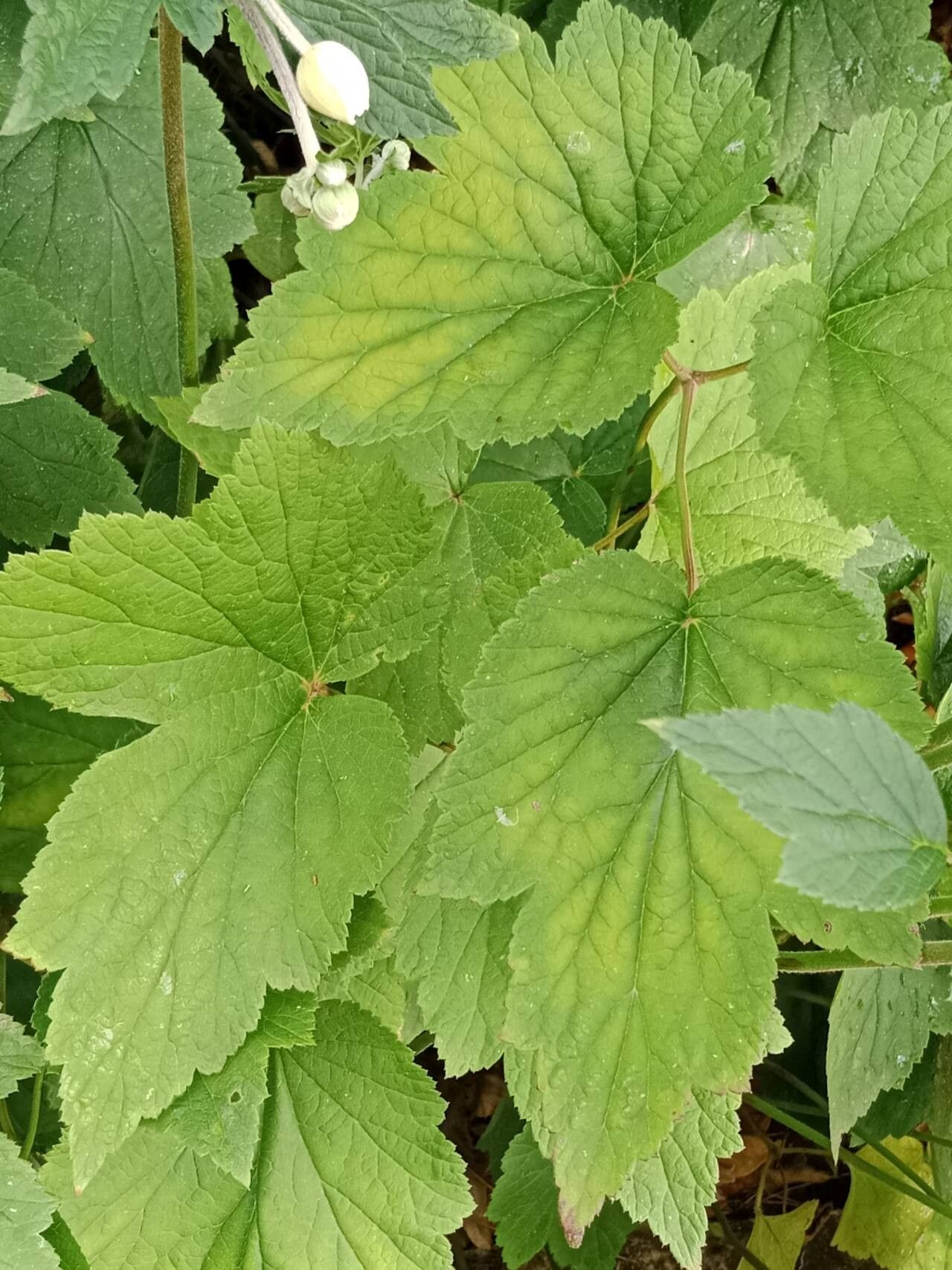 Anemonoides sylvestris leaf