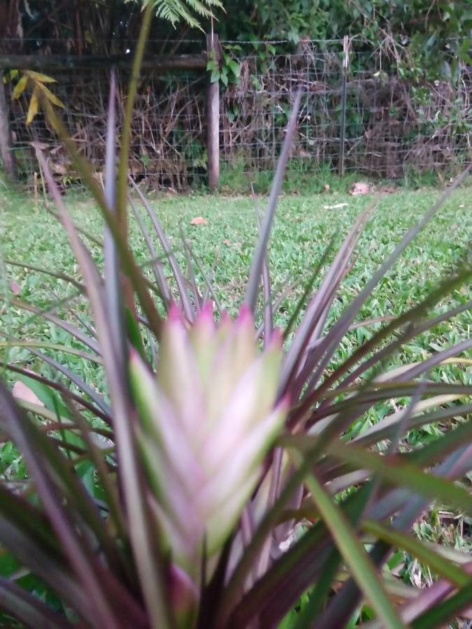 Tillandsia anceps flower