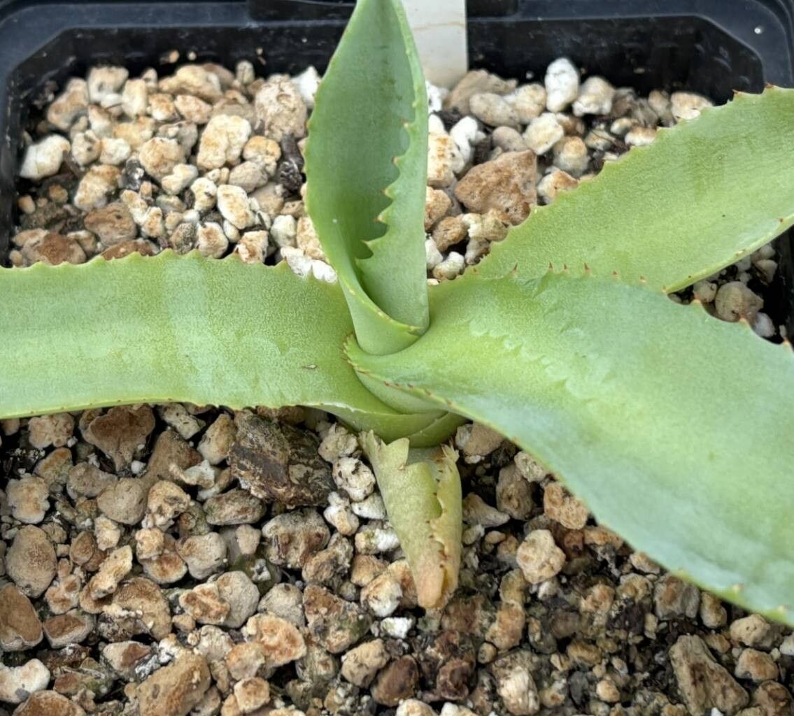 Agave abisaii